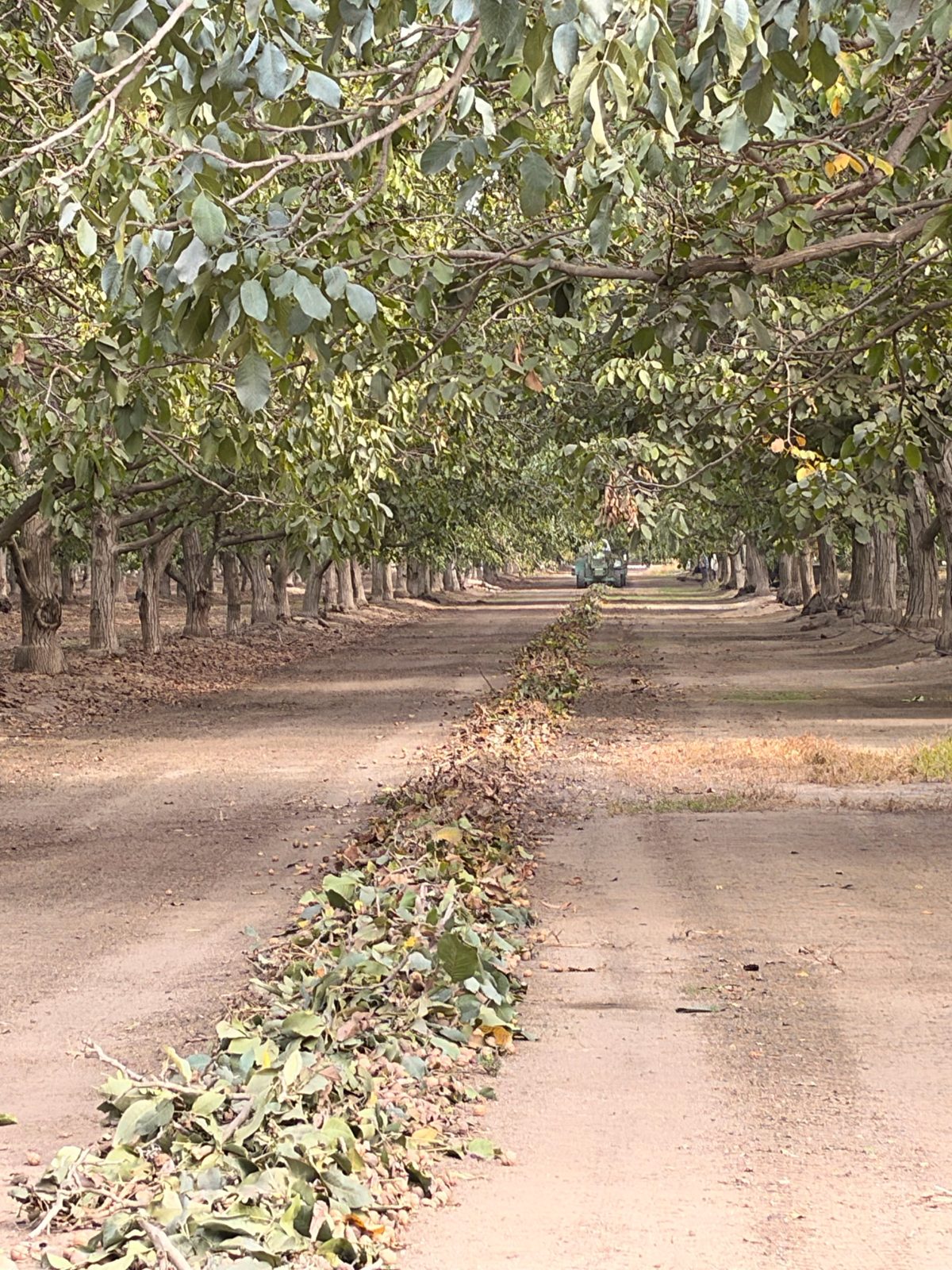 Windrowed rows in a walnut orchard at harvest