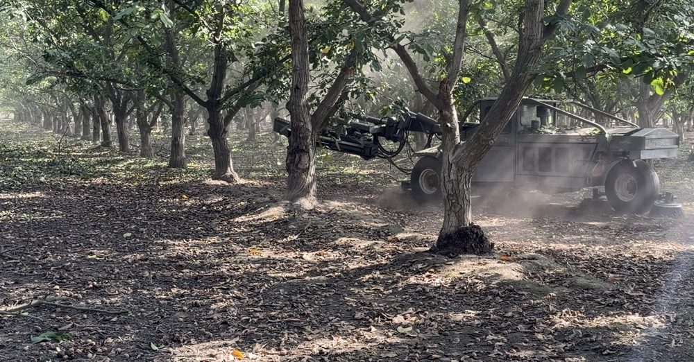 Orchard shaker equipment working between rows of nut trees